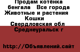 Продам котёнка бенгала - Все города Животные и растения » Кошки   . Свердловская обл.,Среднеуральск г.